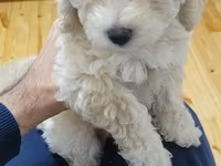 Maltipoo balaları – mini ölçülü, hipoallergen, tüksüz tökülməyə meylli — foto 1