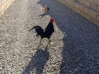 Chickens — الصورة 3