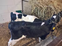 Bulle, Simmental cattle — Foto 7
