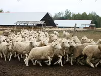 Ram, Suffolk sheep — photo 2