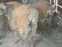 公羊, Sheep — 照片 1