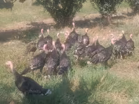 Turkeys — फ़ोटो 7