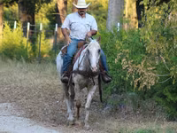 حصان, Appaloosa — الصورة 7