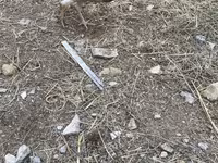Chickens — फ़ोटो 7