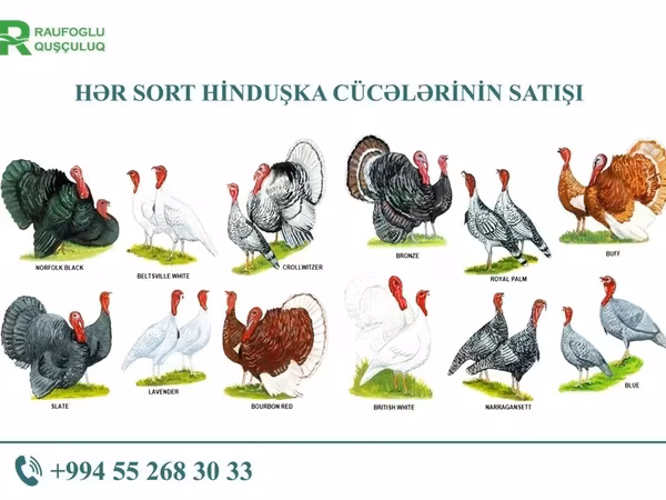 Turkeys