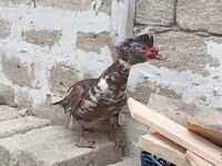 Turkeys — الصورة 7