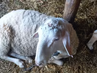 Qoʻchqor, Awassi sheep — 4-rasm