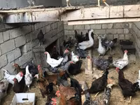 Chickens — الصورة 1
