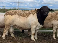 Qoʻchqor, Dorper sheep — 1-rasm