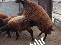 Қошқар, Қойлар — 4-сурет