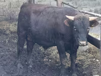Бұқа, Simmental cattle — 4-сурет