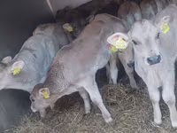 Rinder (Partie, Geschlecht nicht angegeben), Simmental cattle — Foto 8