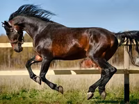 Pferde (Partie, Geschlecht nicht angegeben), Horse breed — Foto 1