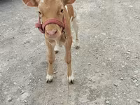 Cow, Red Polled Cow — photo 3