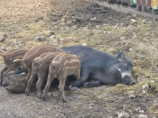 Sow, Pigs
