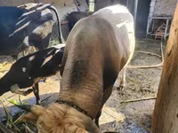 Toro, Ganado vacuno — foto 3
