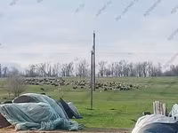 Qoç, Romanov sheep — foto 4