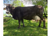 गाय, Swiss cattle — फ़ोटो 2