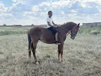 Hengst, Kazakh horse — Foto 3