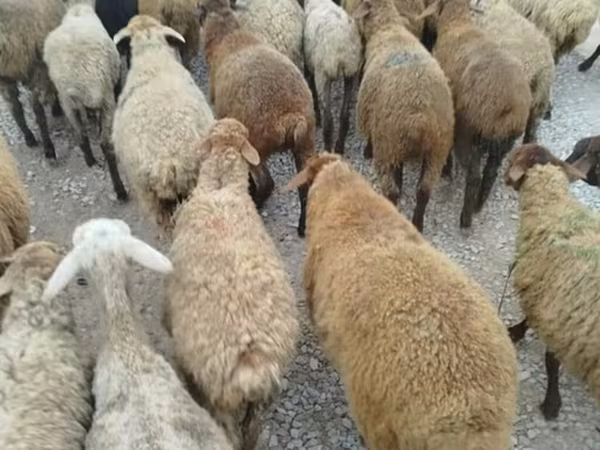Schaf, Schafe