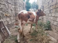 Vaca, Simmental cattle — foto 2