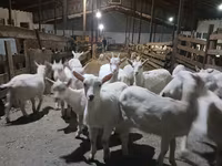 Ешкі, Saanen goat — 3-сурет
