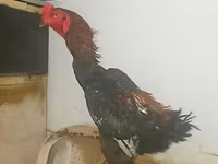长门鸡 — 照片 6