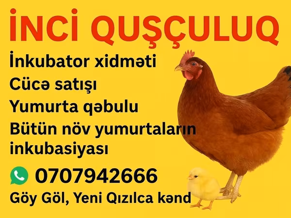 Chickens
