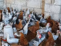 Chickens — photo 1