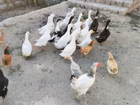 Ducks — Foto 7