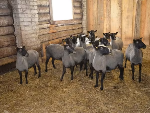 كبش, Romanov sheep