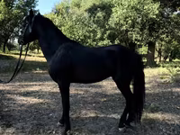 Pferde (Partie, Geschlecht nicht angegeben), American shetland pony — Foto 7