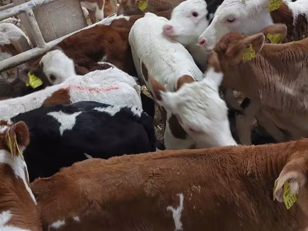 Bulle, Simmental cattle