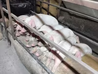 Schweine (Partie, Geschlecht nicht angegeben), Дюрок — Foto 2