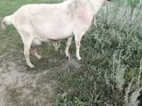 Cabra, Alpine goat — foto 4