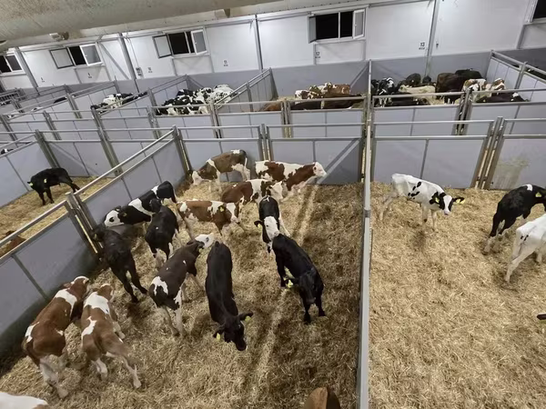 Bulle, Simmental cattle