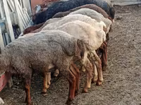 公羊, Sheep — 照片 5