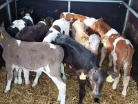 Bulle, Simmental cattle — Foto 3