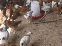 Chickens — 3-rasm
