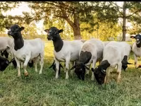 Widder, Dorper sheep — Foto 7