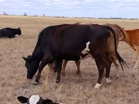 Bulle, Swiss cattle — Foto 3