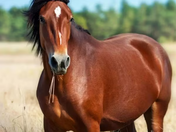 Horse (M), Horse breed