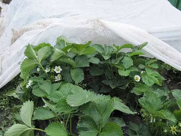Акция! Белое Агроволокно + UV / Agrostofe + UV 20 gsm / 40 gsm / 50 gsm