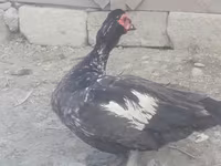 Ducks — foto 1