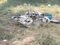 Ducks — الصورة 4