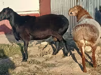 Widder, Tian-Shan semifinewool sheep — Foto 2