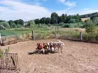 Bulle, Simmental cattle — Foto 4