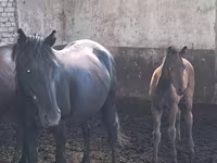 Horse (M), Kazakh horse — photo 2