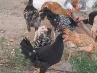 Chickens — الصورة 3