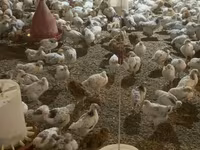 Chickens — 4-сурет